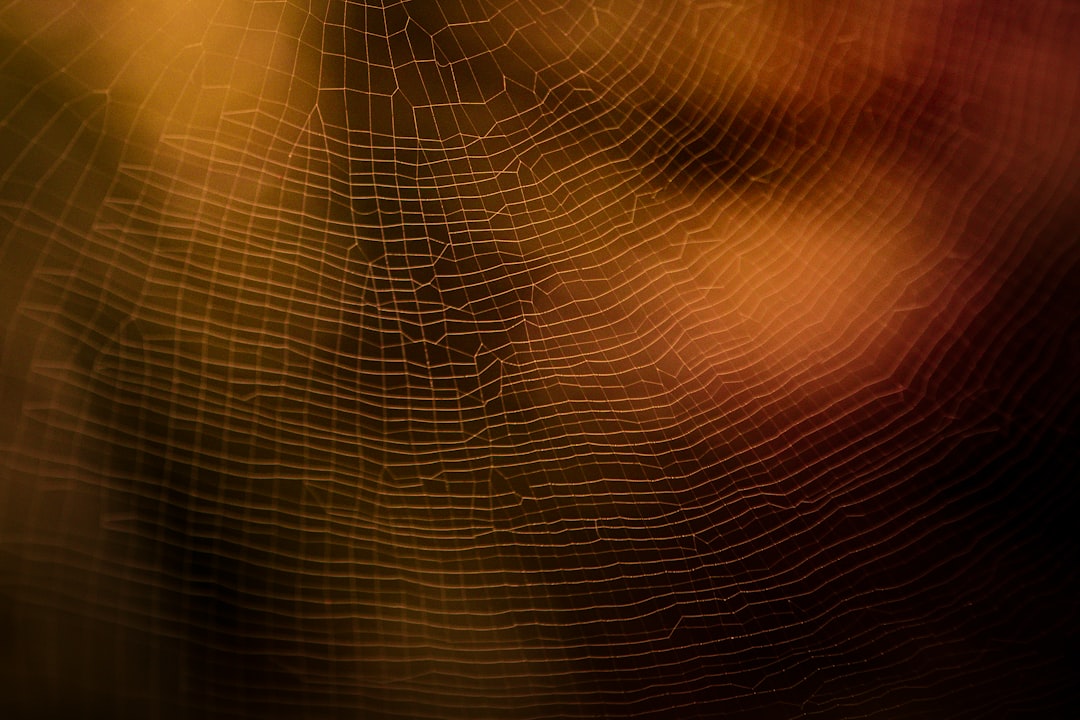 Photo dreaming spiders