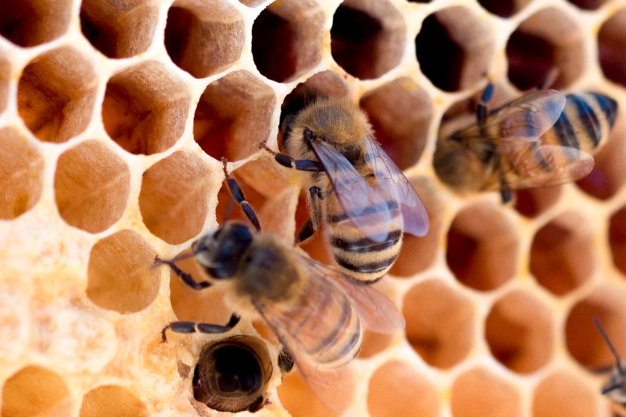 Photo bees